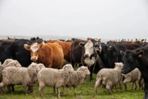Impact of UK's FMD Travel Restrictions on Nepalese Travellers